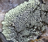 Dimelaena oreina image