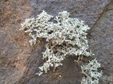 Physcia tenella ssp. tenella image