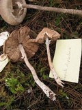 Lepiota clypeolaria image