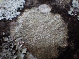 Pertusaria albescens var. albescens image
