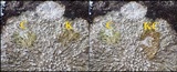 Pertusaria albescens var. albescens image