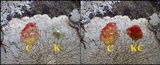 Pertusaria lactea image