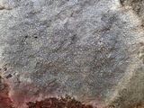 Diploschistes caesioplumbeus image
