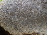 Diploschistes caesioplumbeus image