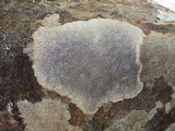 Diploschistes caesioplumbeus image