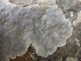 Diploschistes caesioplumbeus image