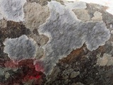 Diploschistes caesioplumbeus image