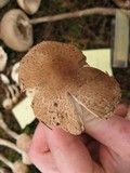 Lepiota clypeolaria image