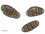 Hysterographium fraxini image