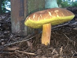 Leccinum rubropunctum image