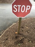 Leccinum rubropunctum image