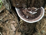 Nigroporus vinosus image