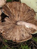 Lepiota clypeolaria image