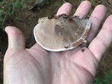 Nigroporus vinosus image