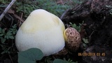 Volvariella bombycina image