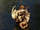 Mycena overholtsii image