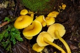 Tricholomopsis aurea image