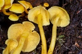 Tricholomopsis aurea image