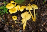 Tricholomopsis aurea image