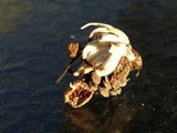 Mycena overholtsii image