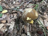 Boletus auripes image