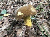 Boletus auripes image