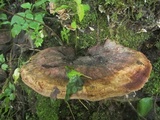 Laetiporus persicinus image