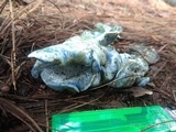 Hypomyces lateritius image