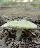 Russula parvovirescens image