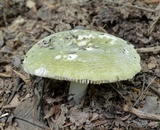 Russula parvovirescens image