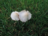 Conocybe apala image