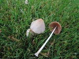 Conocybe apala image