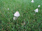 Conocybe apala image