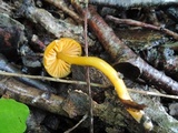 Hygrocybe psittacina var. perplexa image