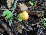 Hygrocybe psittacina var. perplexa image