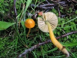 Hygrocybe psittacina var. perplexa image