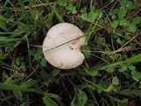 Agrocybe molesta image