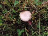 Agrocybe molesta image