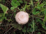 Agrocybe molesta image