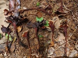 Hymenochaete damicornis image