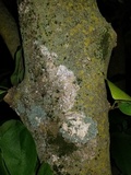 Athelia arachnoidea image