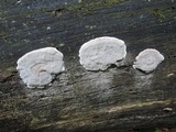 Kretzschmaria deusta image