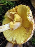 Amanita laurae image