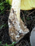Amanita laurae image