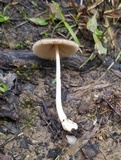 Volvariella nigrodisca image
