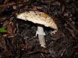 Amanita muscaria var. formosa image