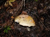 Amanita muscaria var. formosa image