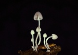 Psathyrella debilis image