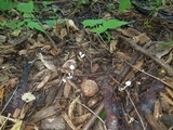 Psathyrella debilis image