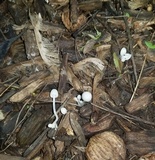 Psathyrella debilis image